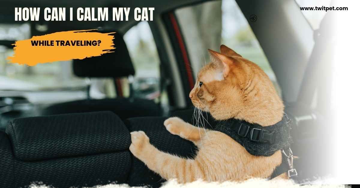 How Can I Calm My Cat While Traveling