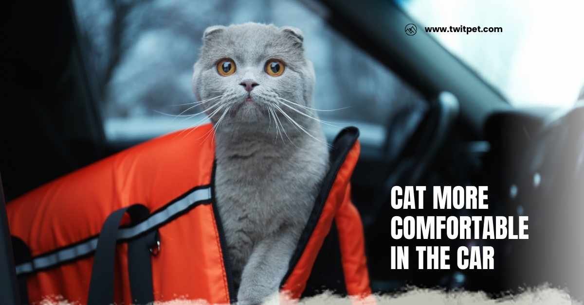 How Can I Make My Cat More Comfortable in the Car