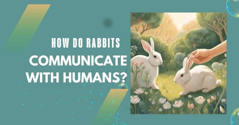 How Do Rabbits Communicate with Humans