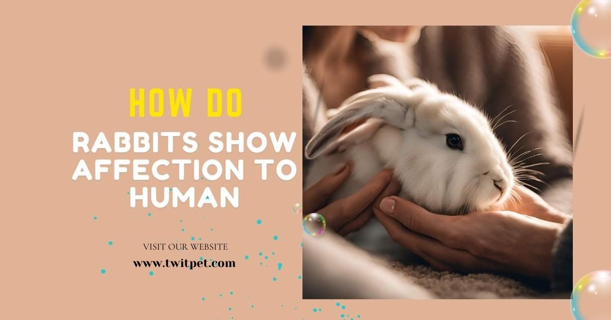 How Do Rabbits Show Affection to Humans