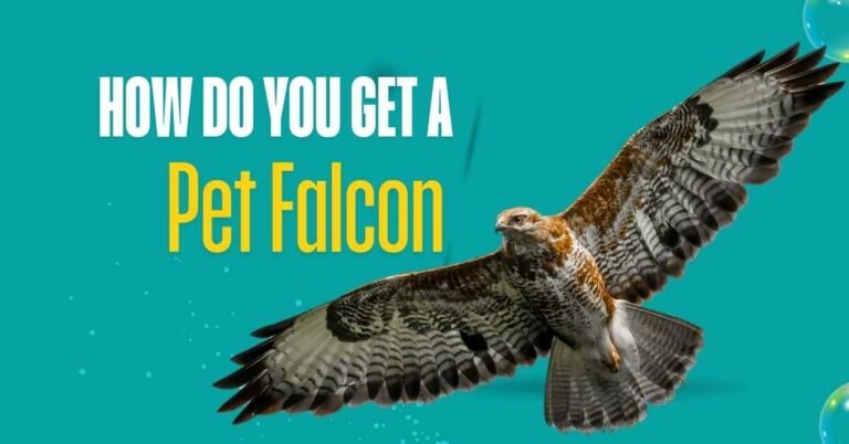 How Do You Get a Pet Falcon