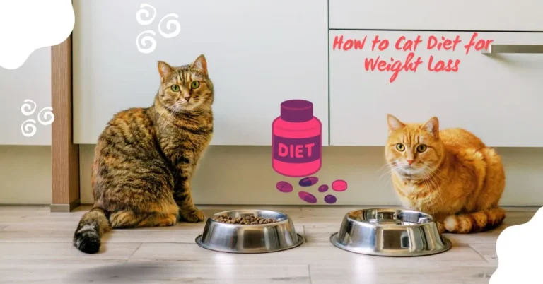 How to Cat Diet for Weight Loss