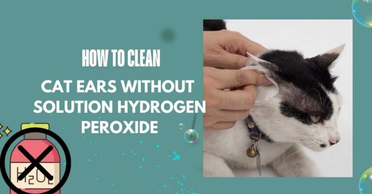 How to Clean Cat Ears without Solution Hydrogen Peroxide