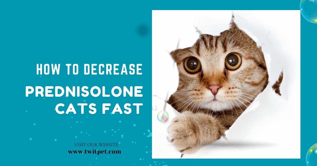 How to Decrease Prednisolone in Cats Fas