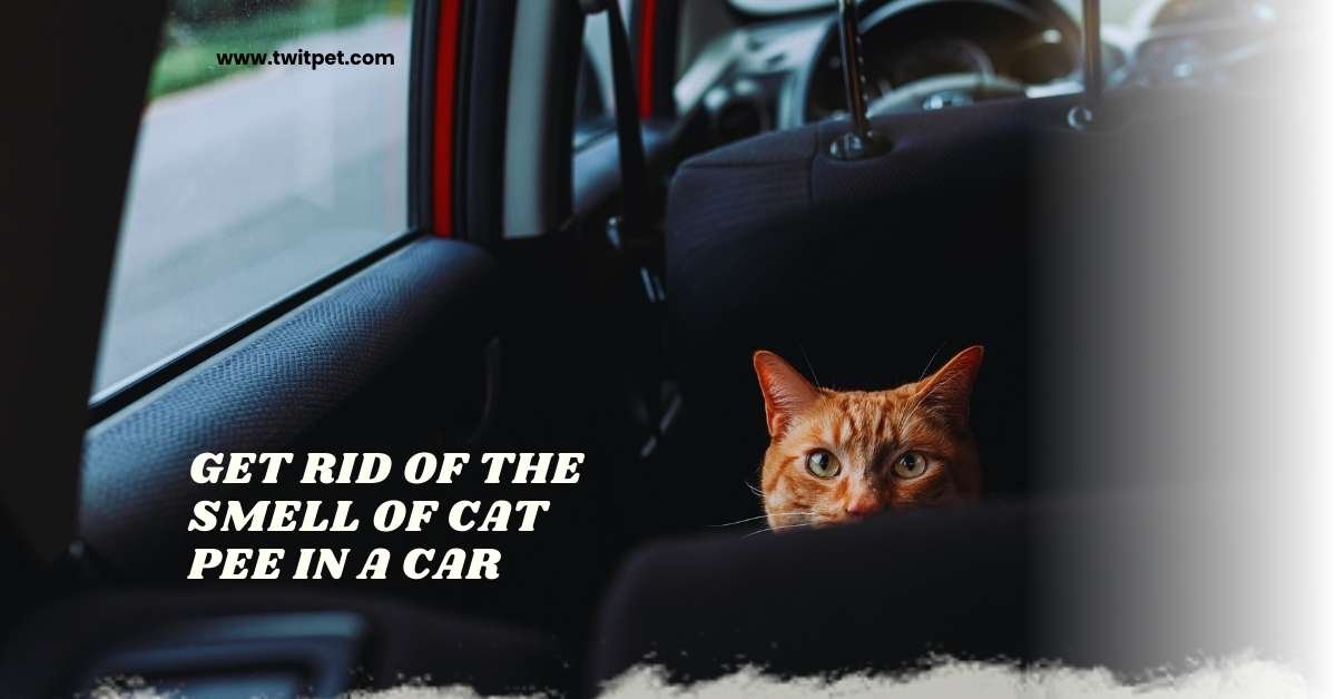 How to Get Rid of the Smell of Cat Pee in a Car