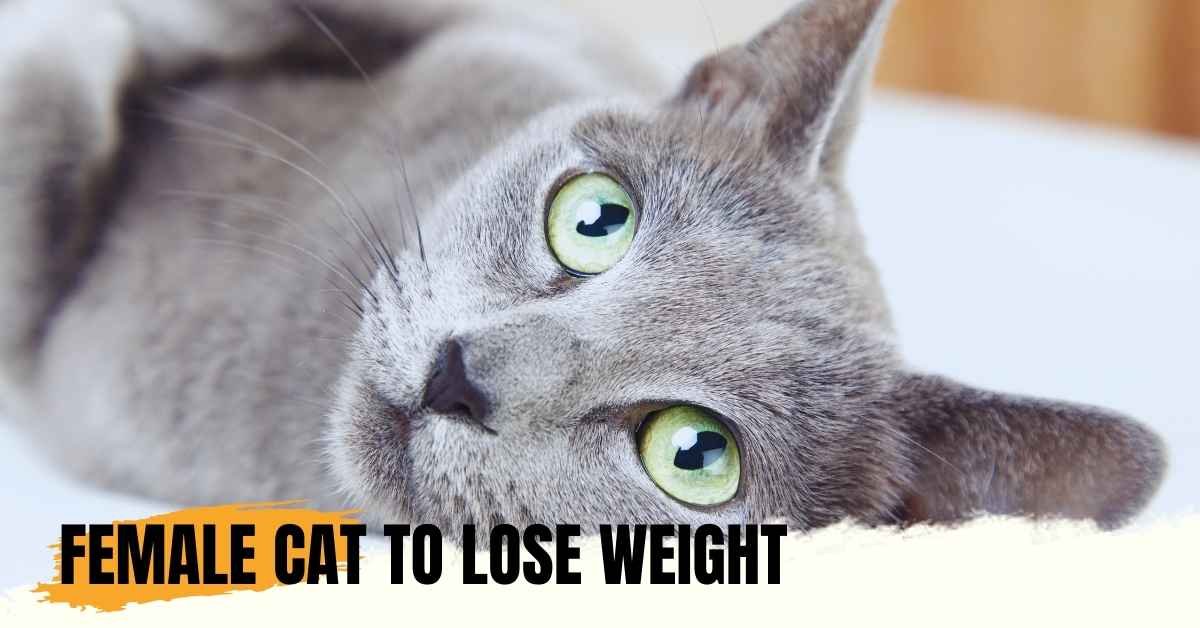 How to Get a Female Cat to Lose Weight