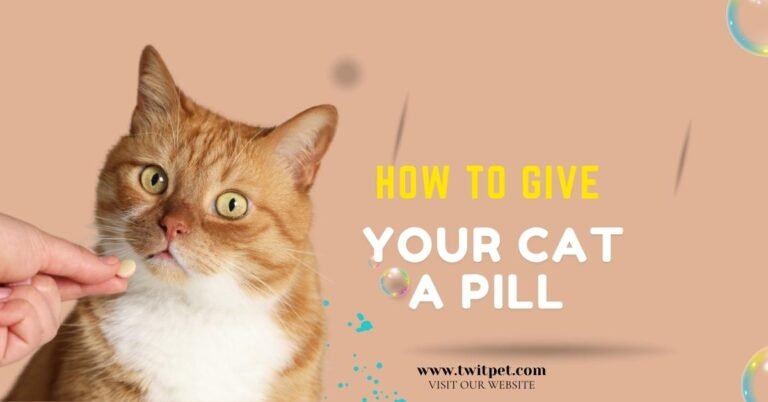 How to Give Your Cat a Pill