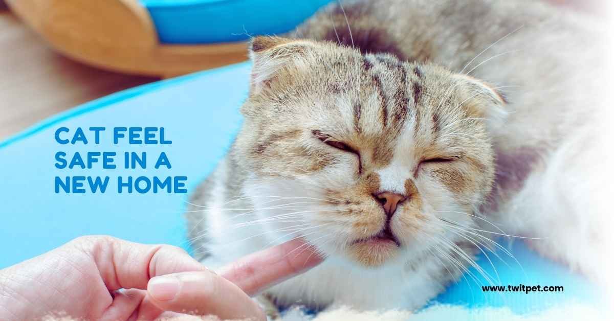 How to Make Your Cat Feel Safe in a New Home