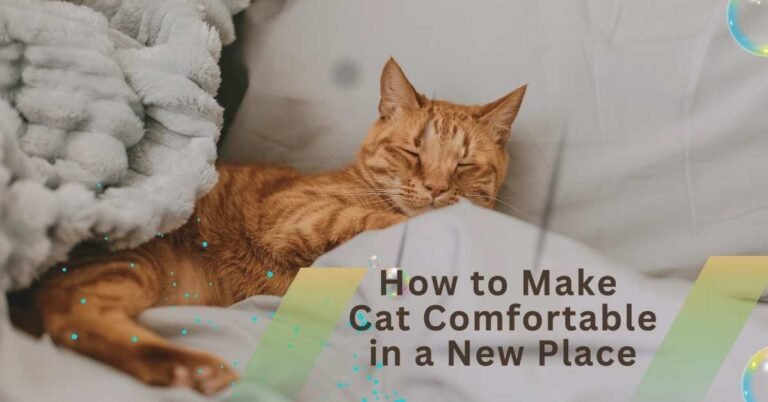 How to Make a Cat Comfortable in a New Place