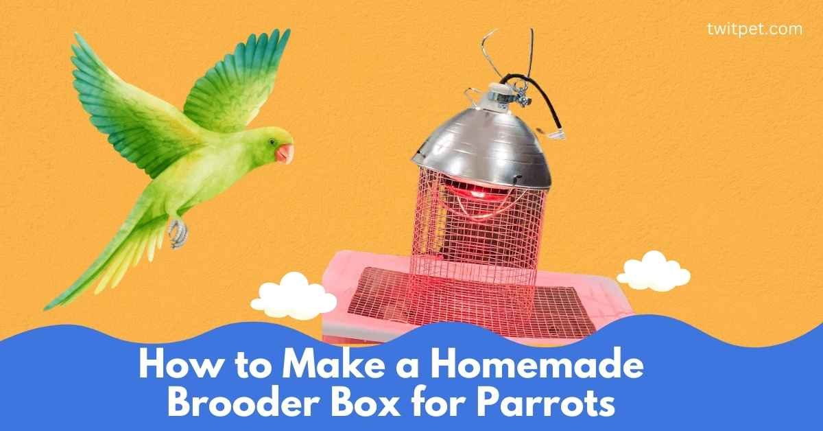 How to Make a Homemade Brooder Box for Parrots