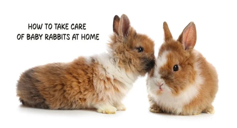 How to Take Care of Baby Rabbits at Home