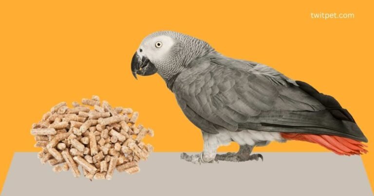 The Best Pellet Food for African Grey Parrots