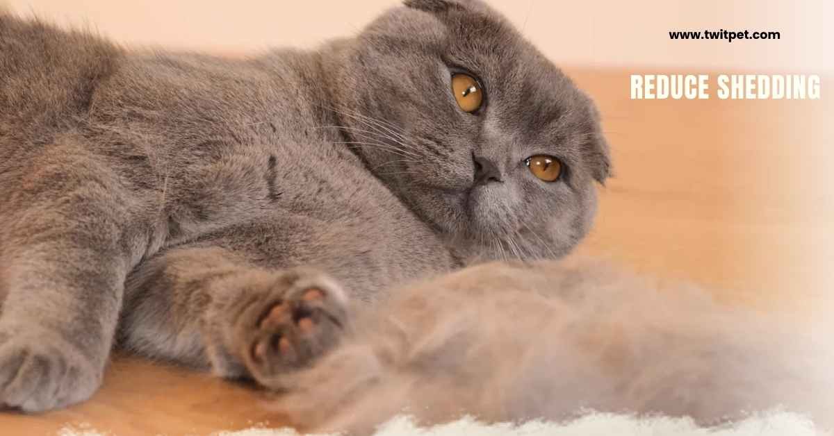 What Can I Give My Cat to Reduce Shedding