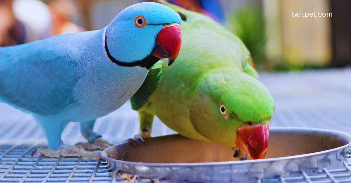 What is the Best Food to Feed Parrots