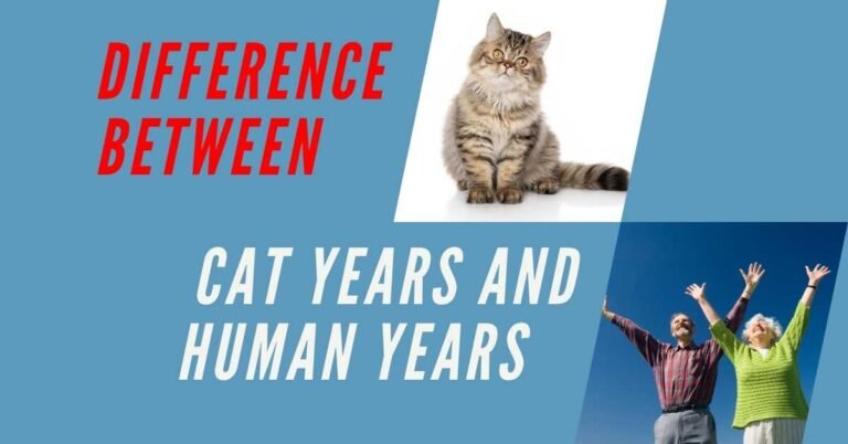 What is the Difference between Cat Years And Human Years