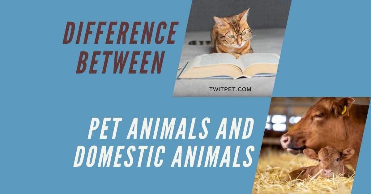 What is the Difference between Pet Animals And Domestic Animals