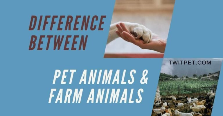 What is the Difference between Pet Animals And Farm Animal