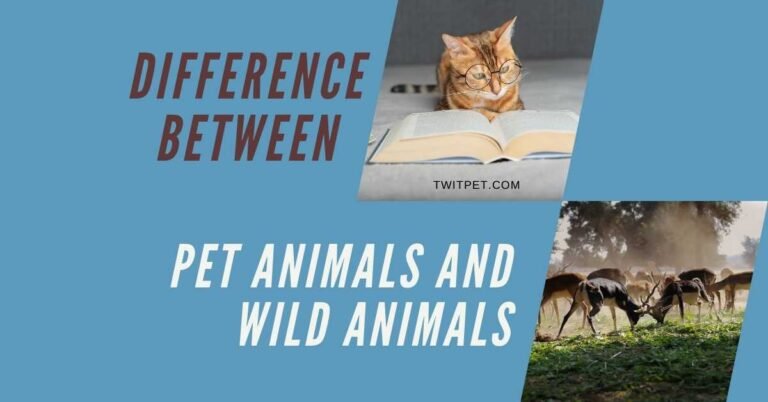 What is the Difference between Pet Animals and Wild Animals