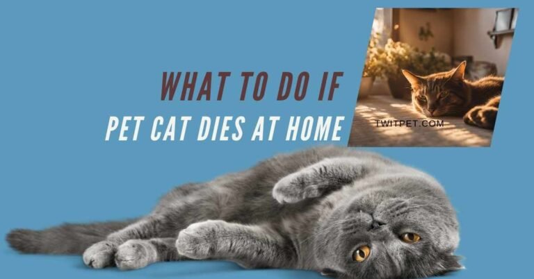 What to Do If Pet Cat Dies at Home