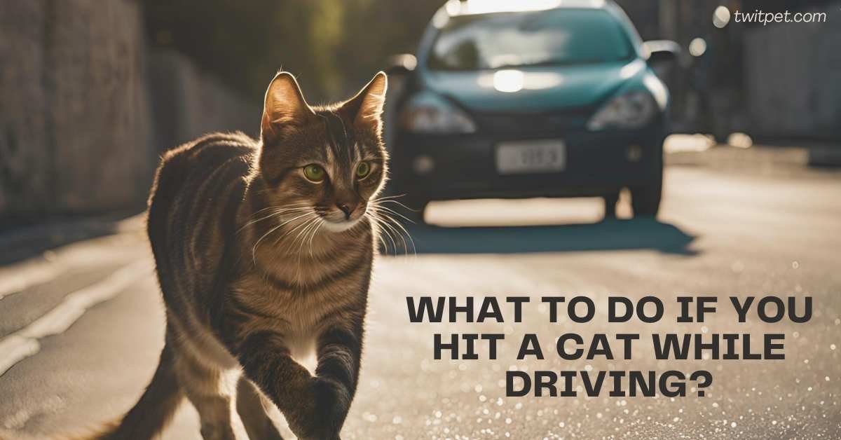 What to Do If You Hit a Cat While Driving