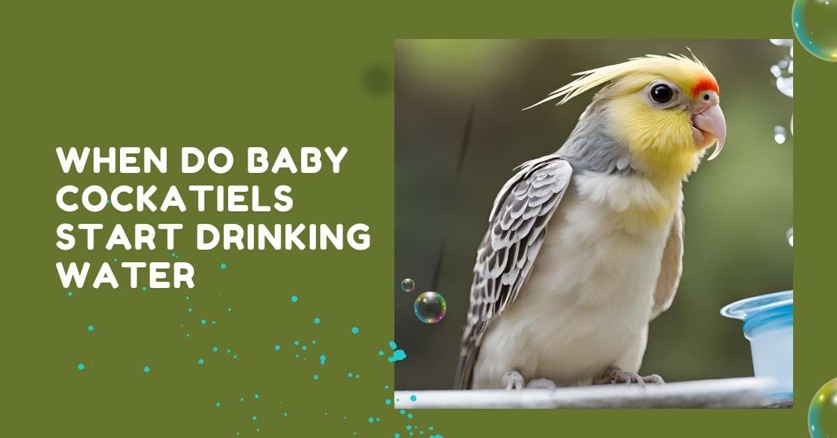 When Do Baby Cockatiels Start Drinking Water