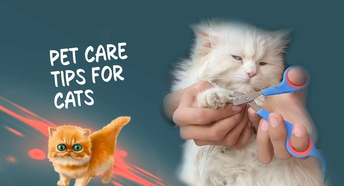 Pet Care Tips for Cats