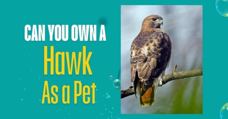 Can You Own a Hawk As a Pet