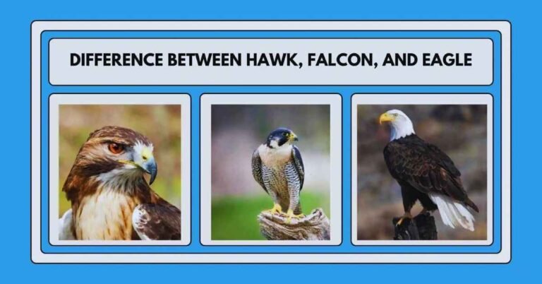 Difference between Hawk, Falcon, and Eagle